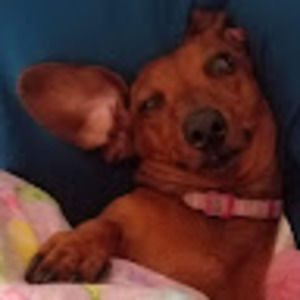 Meet your Posher, Belle